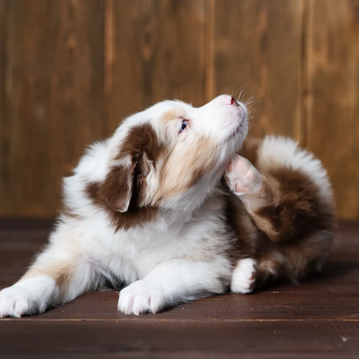 Understanding Flea-Associated Diseases