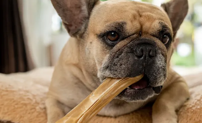 How to Clean a Dog's Teeth for Better Health