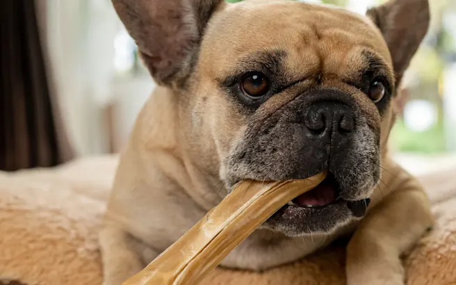 How to Clean a Dog's Teeth for Better Health