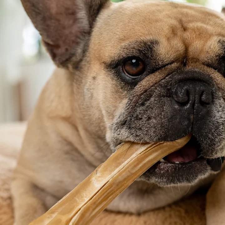 How to Clean a Dog's Teeth for Better Health