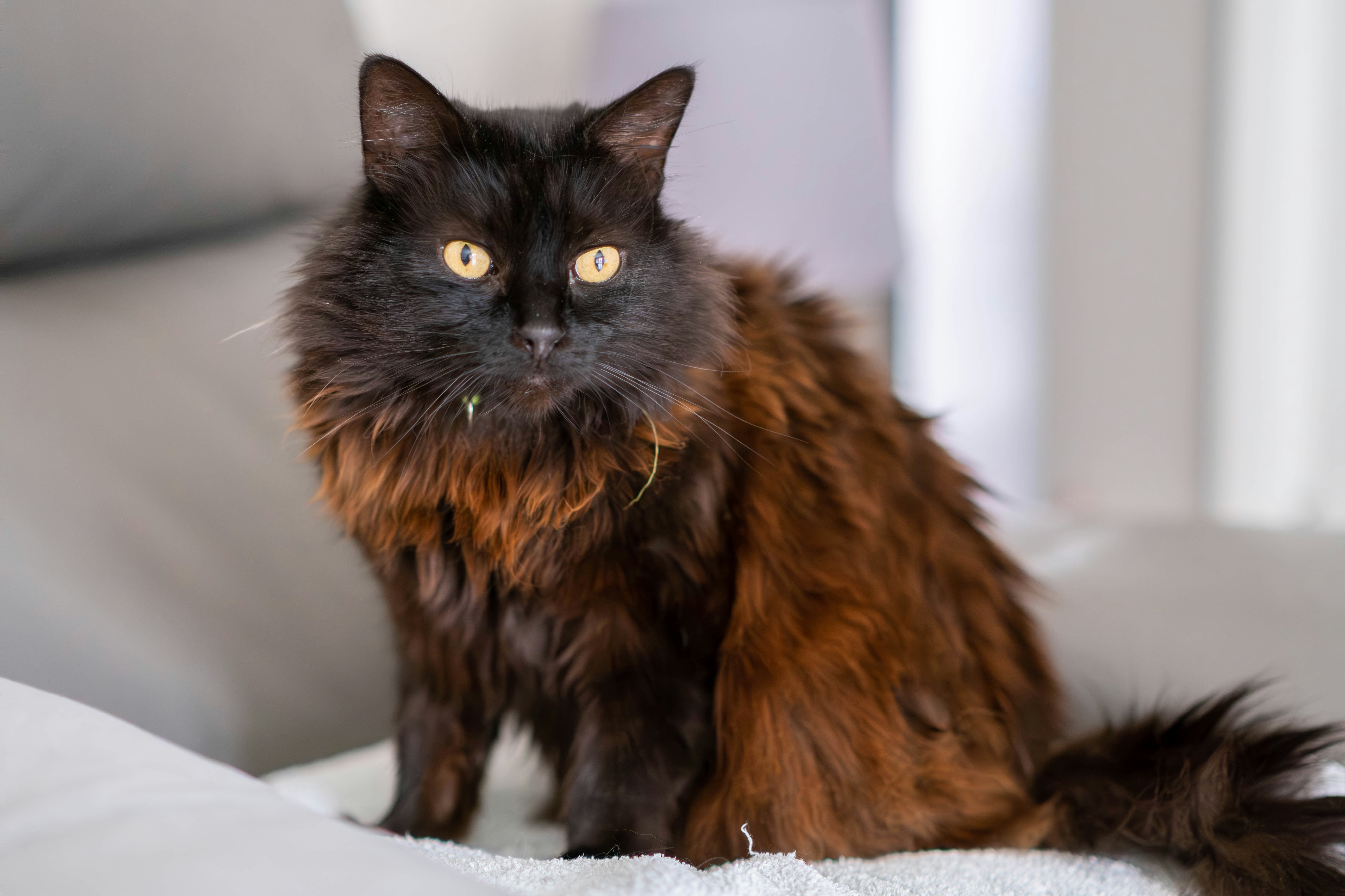 Cat Hair Loss: Why Your Cat Is Losing Hair | Petfolk