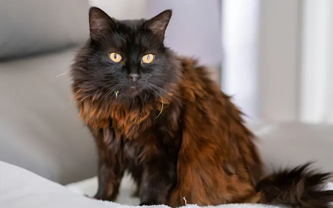 Cat Hair Loss: Why Your Cat Is Losing Hair | Petfolk