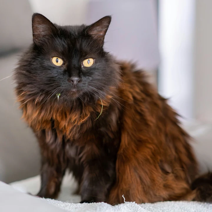 Cat Hair Loss: Why Your Cat Is Losing Hair | Petfolk