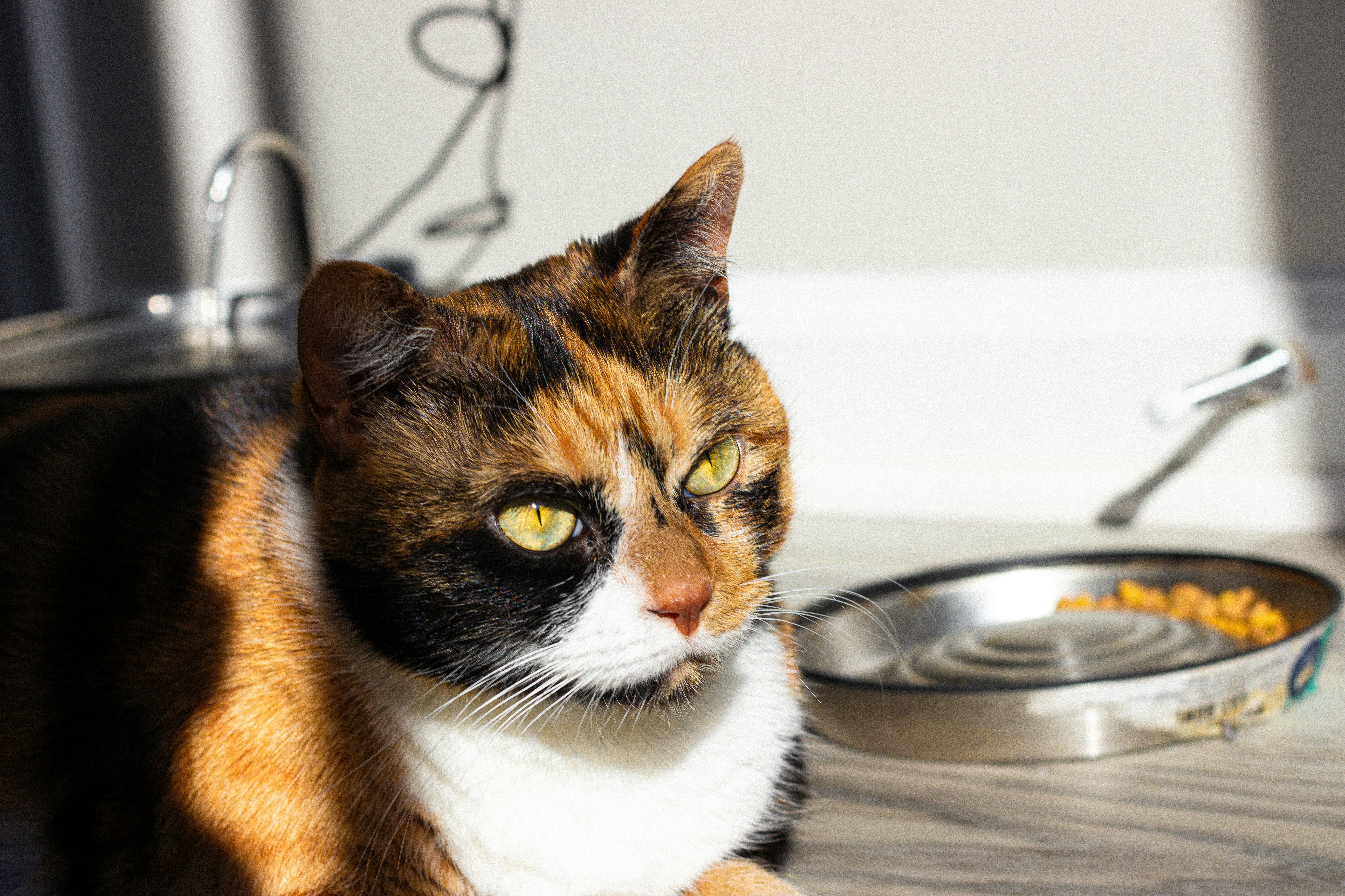 Cat Not Eating? Causes, Risks, and What to Do | Petfolk