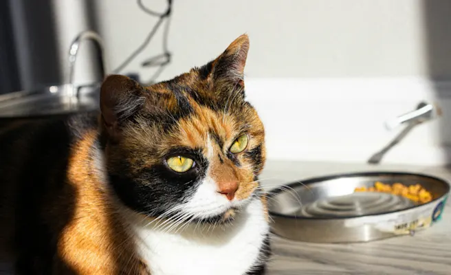 Cat Not Eating? Causes, Risks, and What to Do | Petfolk