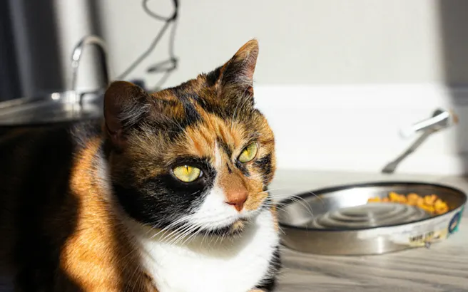 Cat Not Eating? Causes, Risks, and What to Do | Petfolk