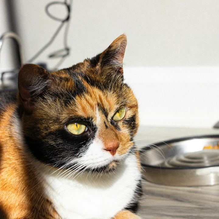 Cat Not Eating? Causes, Risks, and What to Do | Petfolk