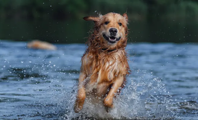 Dog-Friendly Restaurants, Parks, and Activities in Windermere, FL