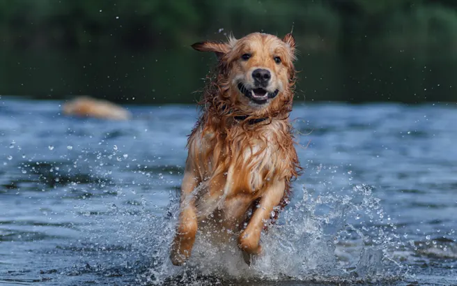 Dog-Friendly Restaurants, Parks, and Activities in Windermere, FL