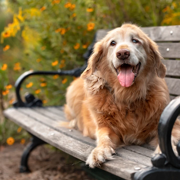 Everything You Need to Know About Arthritis Medicine for Dogs