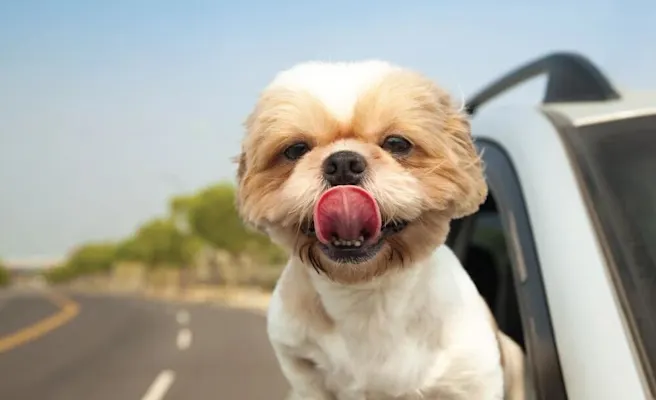 Fun Things to Do in Peachtree Corners with Dogs