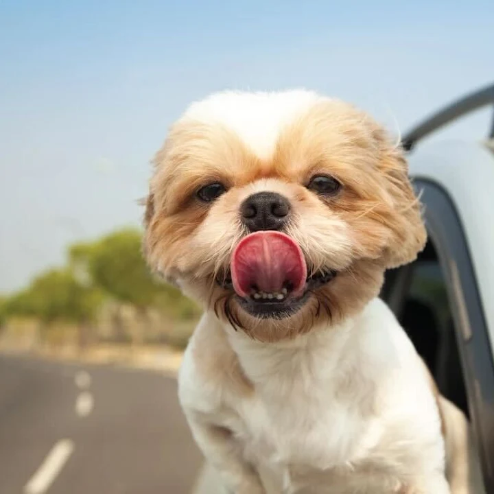 Fun Things to Do in Peachtree Corners with Dogs