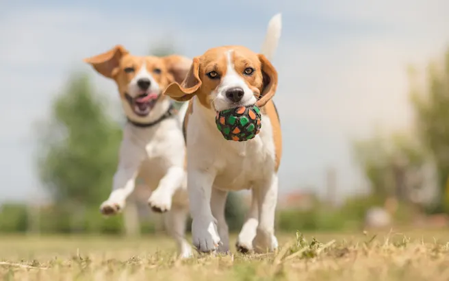 Dog-Friendly Parks, Trails, and Fun Activities in North Dallas, TX