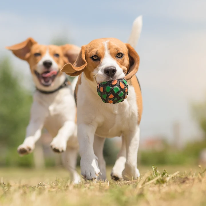 Dog-Friendly Parks, Trails, and Fun Activities in North Dallas, TX