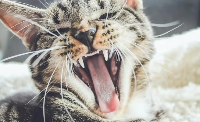 Cat Tooth Abscess Treatment Guide & Warning Signs