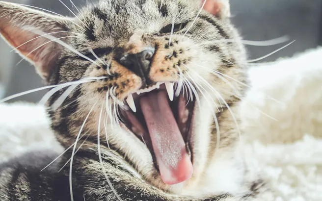 Cat Tooth Abscess Treatment Guide & Warning Signs