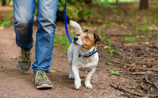 How to Keep Your Dog Active in Any Temperature