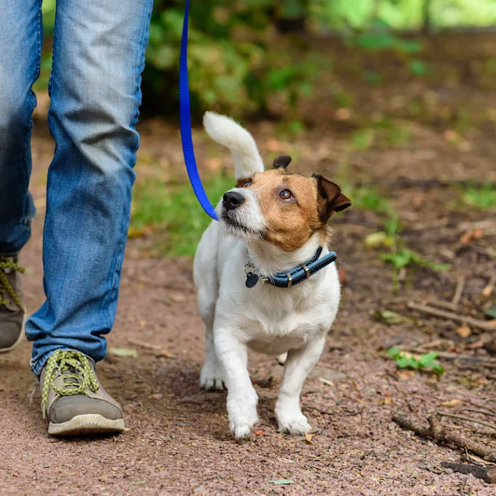 How to Keep Your Dog Active in Any Temperature