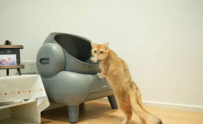 What Are Common Causes of Diarrhea in Cats? | Petfolk