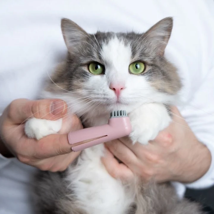 How to Maintain Optimal Dental Health for Your Cat