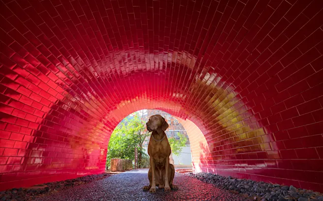 Dog-Friendly Places in San Antonio, TX (Parks, Patios, Trails & Camping)