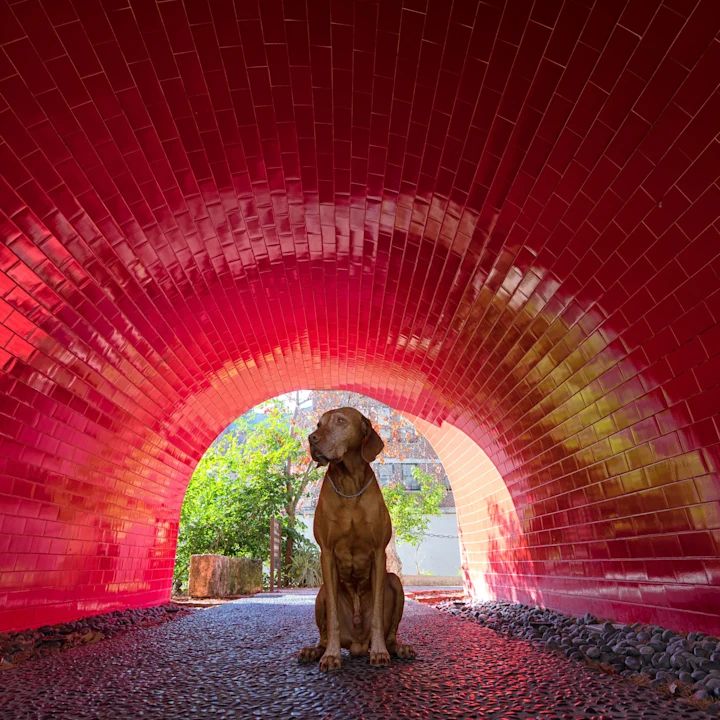 Dog-Friendly Places in San Antonio, TX (Parks, Patios, Trails & Camping)