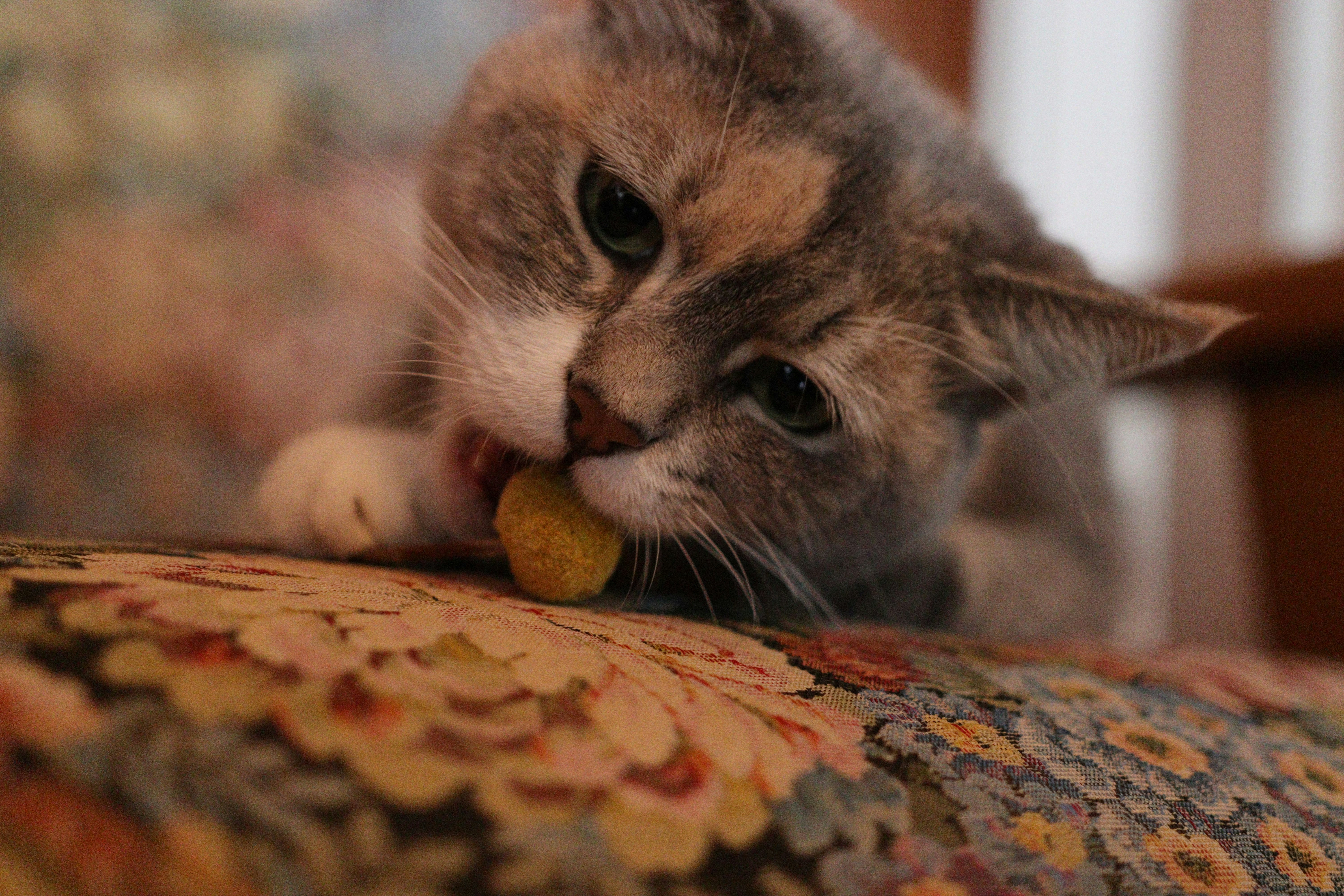 Causes and Treatments for Cat Regurgitation | Petfolk