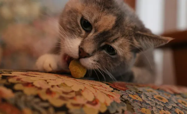 Causes and Treatments for Cat Regurgitation | Petfolk