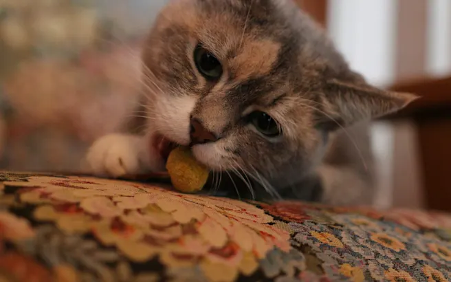 Causes and Treatments for Cat Regurgitation | Petfolk