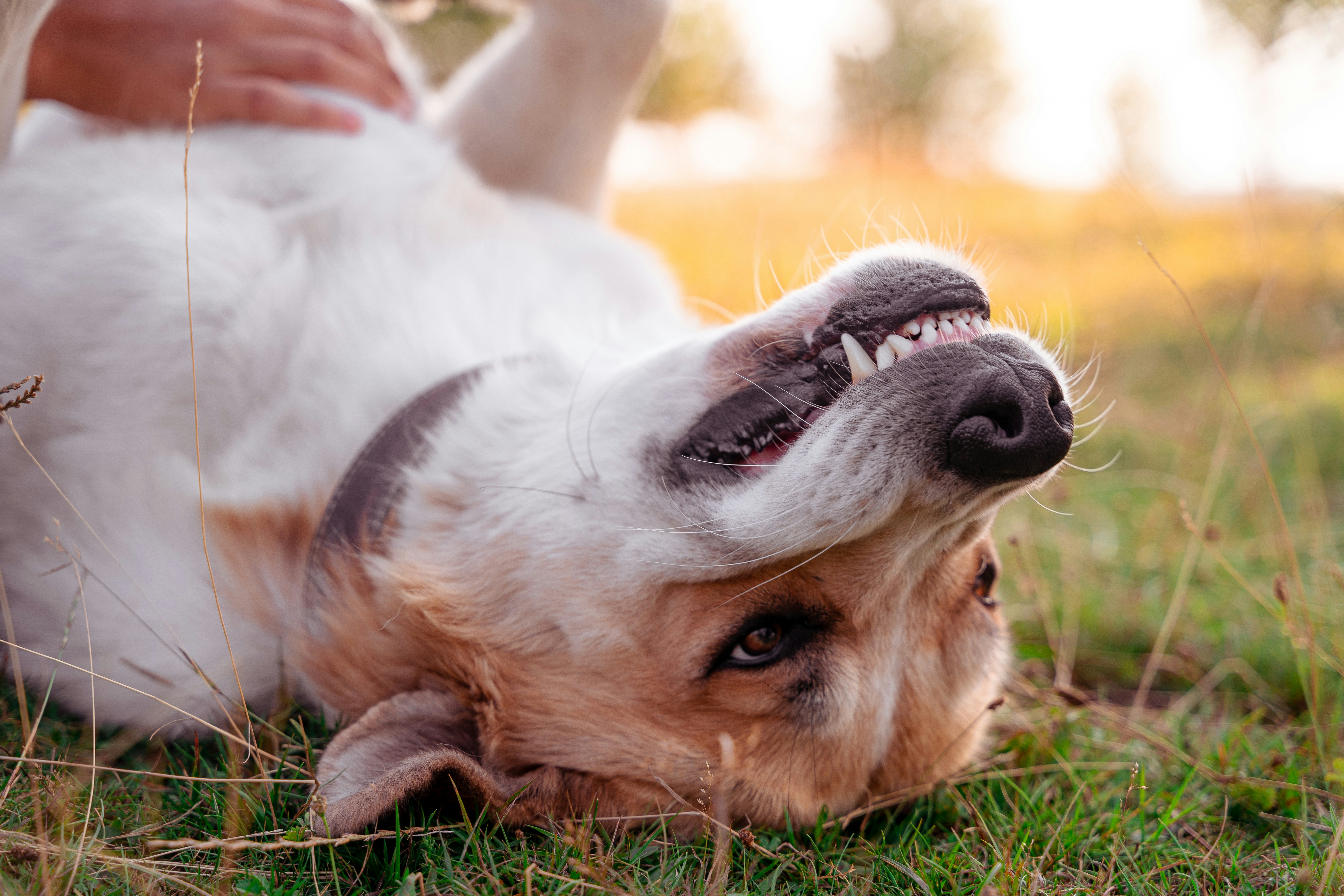 Why Does My Dog's Breath Stink? Causes & Solutions