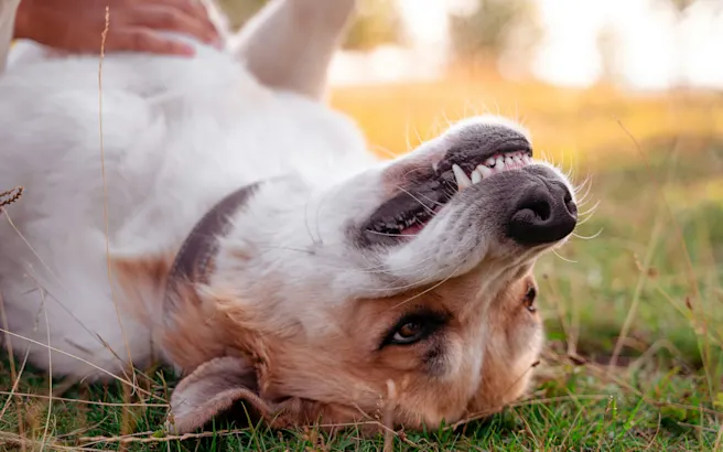 Why Does My Dog's Breath Stink? Causes & Solutions