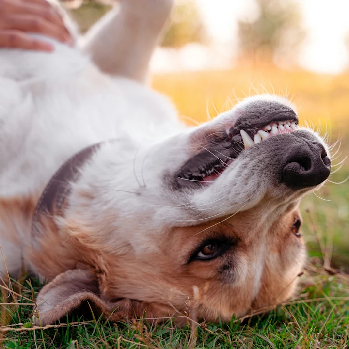 Why Does My Dog's Breath Stink? Causes & Solutions