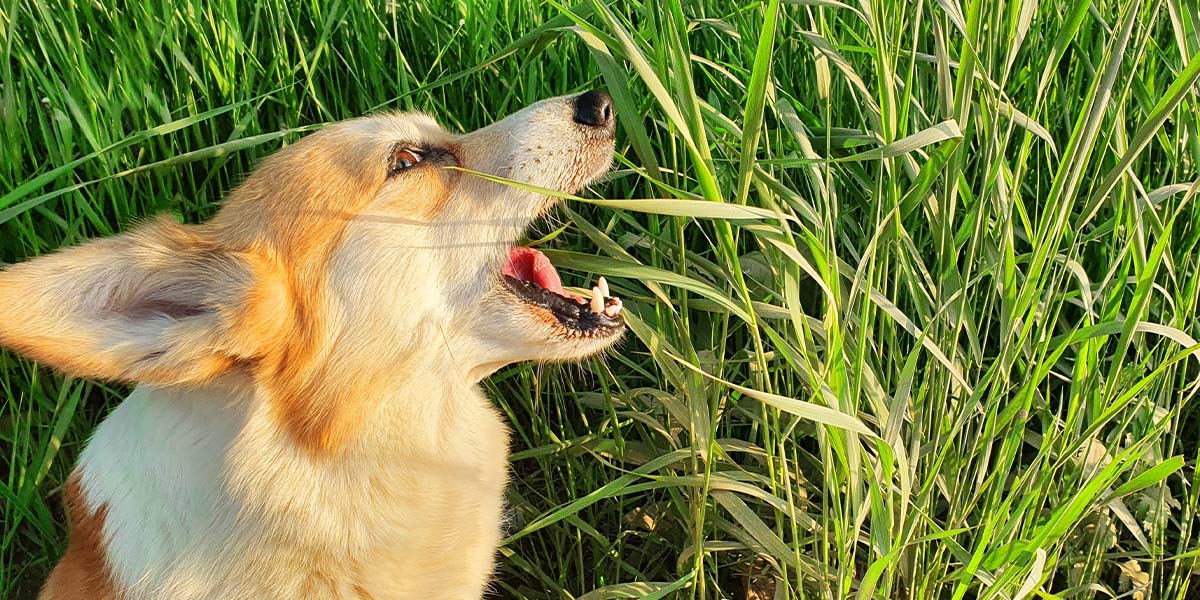 Dog is trying 2024 to eat grass