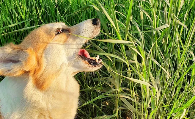 Why Do Dogs Eat Grass? Unraveling the Mystery Behind This Peculiar Behavior