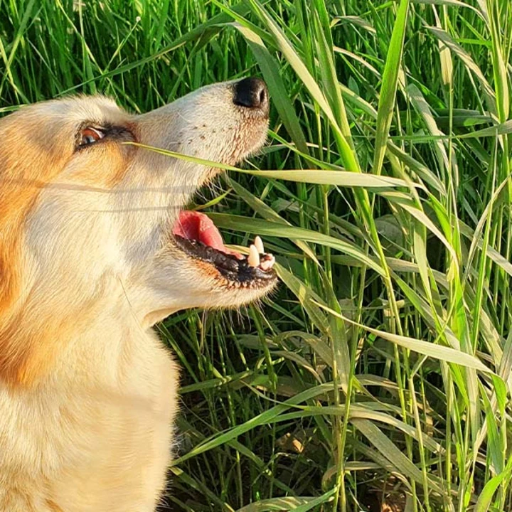 Why Do Dogs Eat Grass? Unraveling the Mystery Behind This Peculiar Behavior