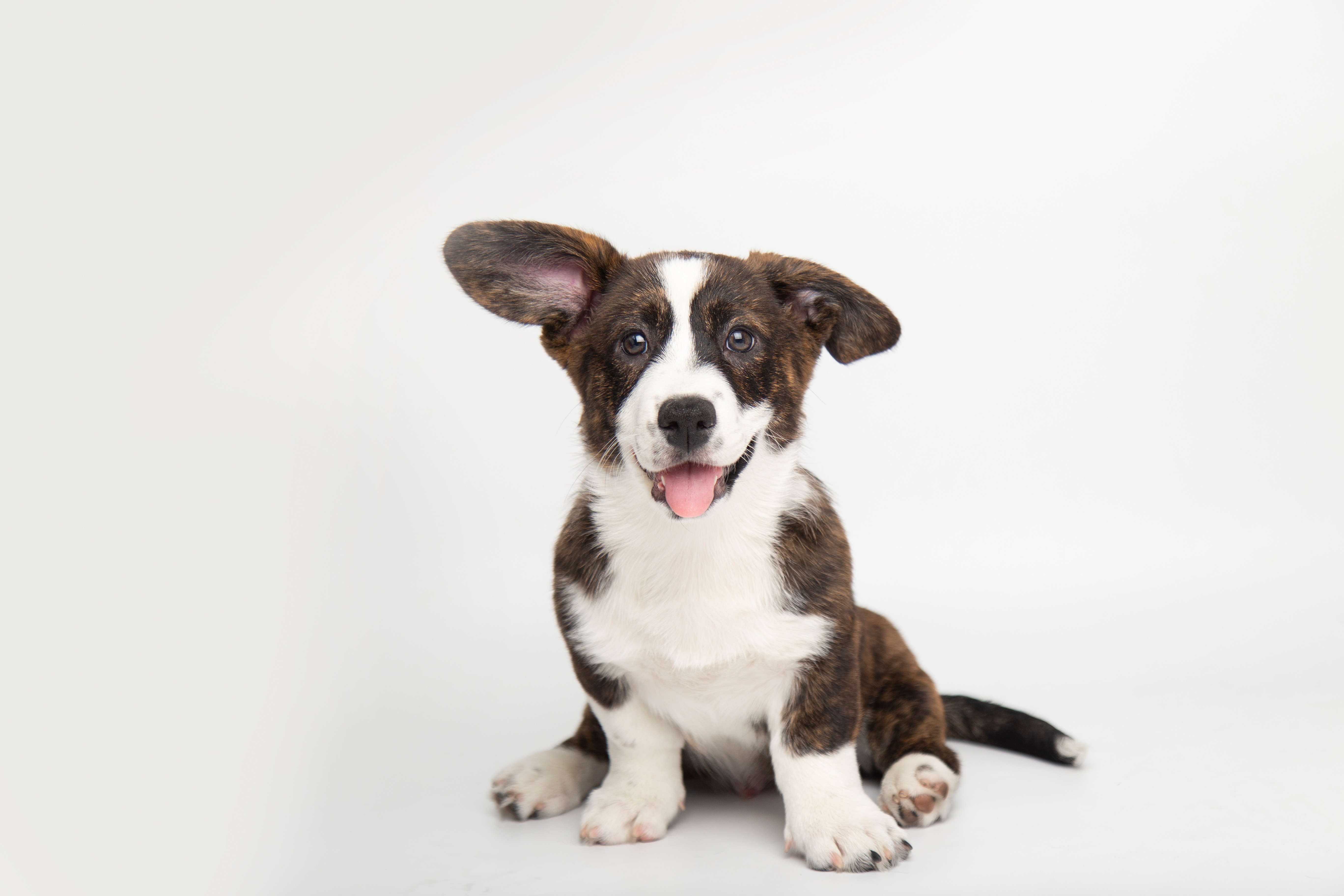 Understanding Puppy Development Stages and Behaviors