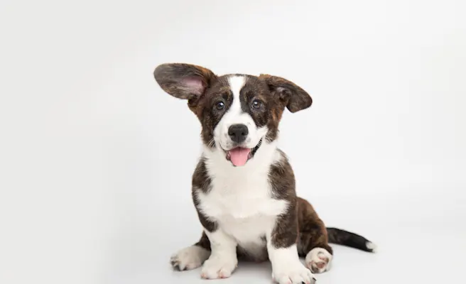 Understanding Puppy Development Stages and Behaviors