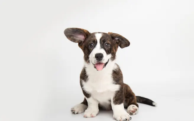 Understanding Puppy Development Stages and Behaviors