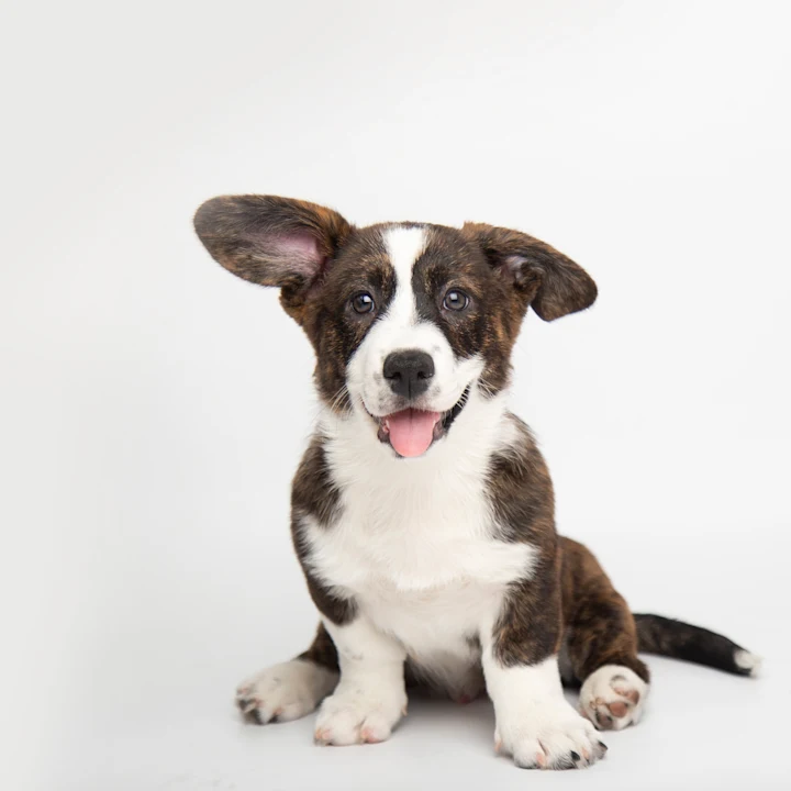 Understanding Puppy Development Stages and Behaviors