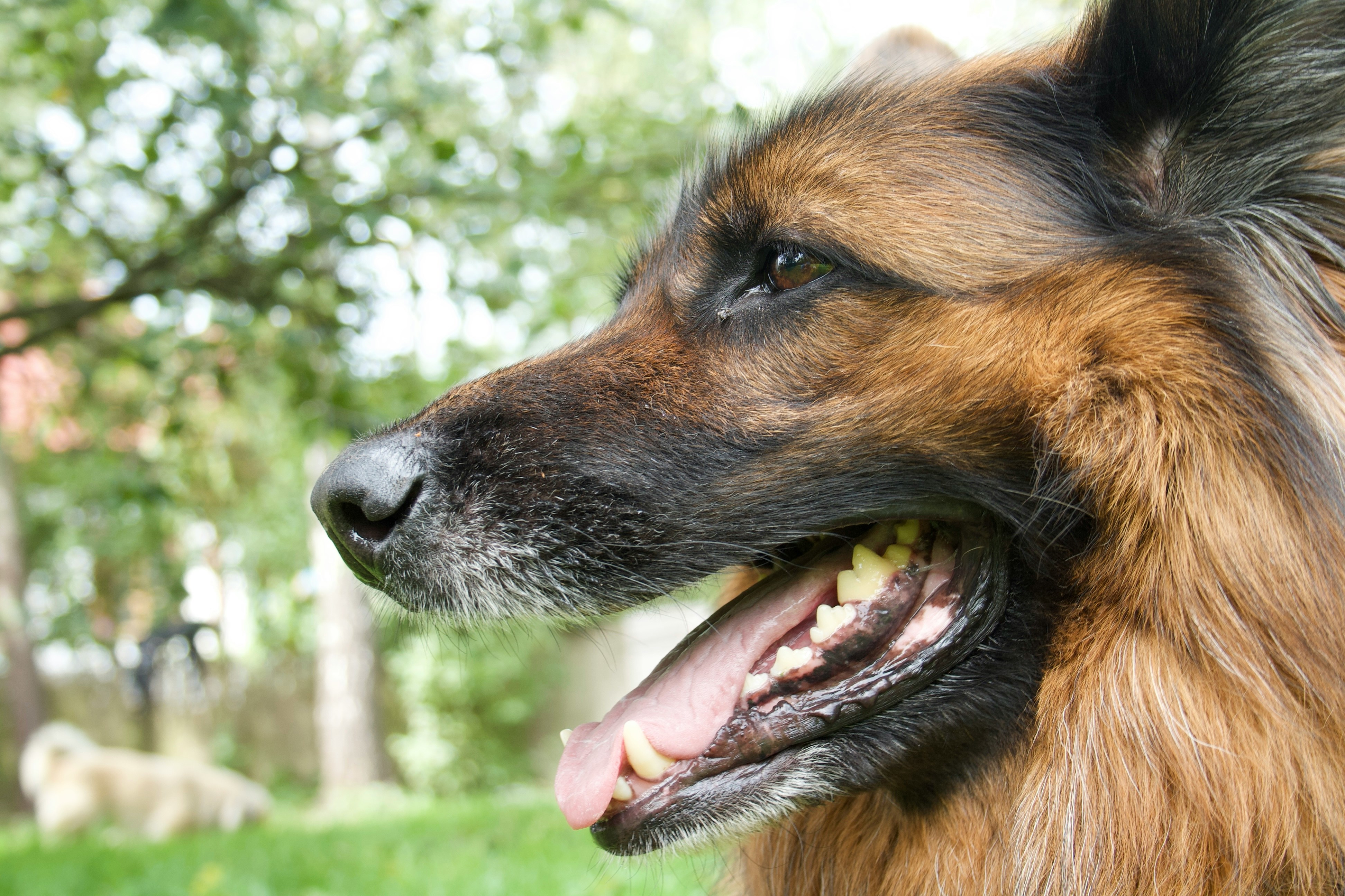 Dog Tooth Abscess Signs & Treatment Guide