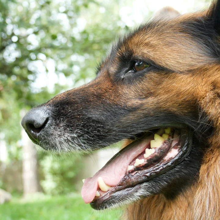 Dog Tooth Abscess Signs & Treatment Guide