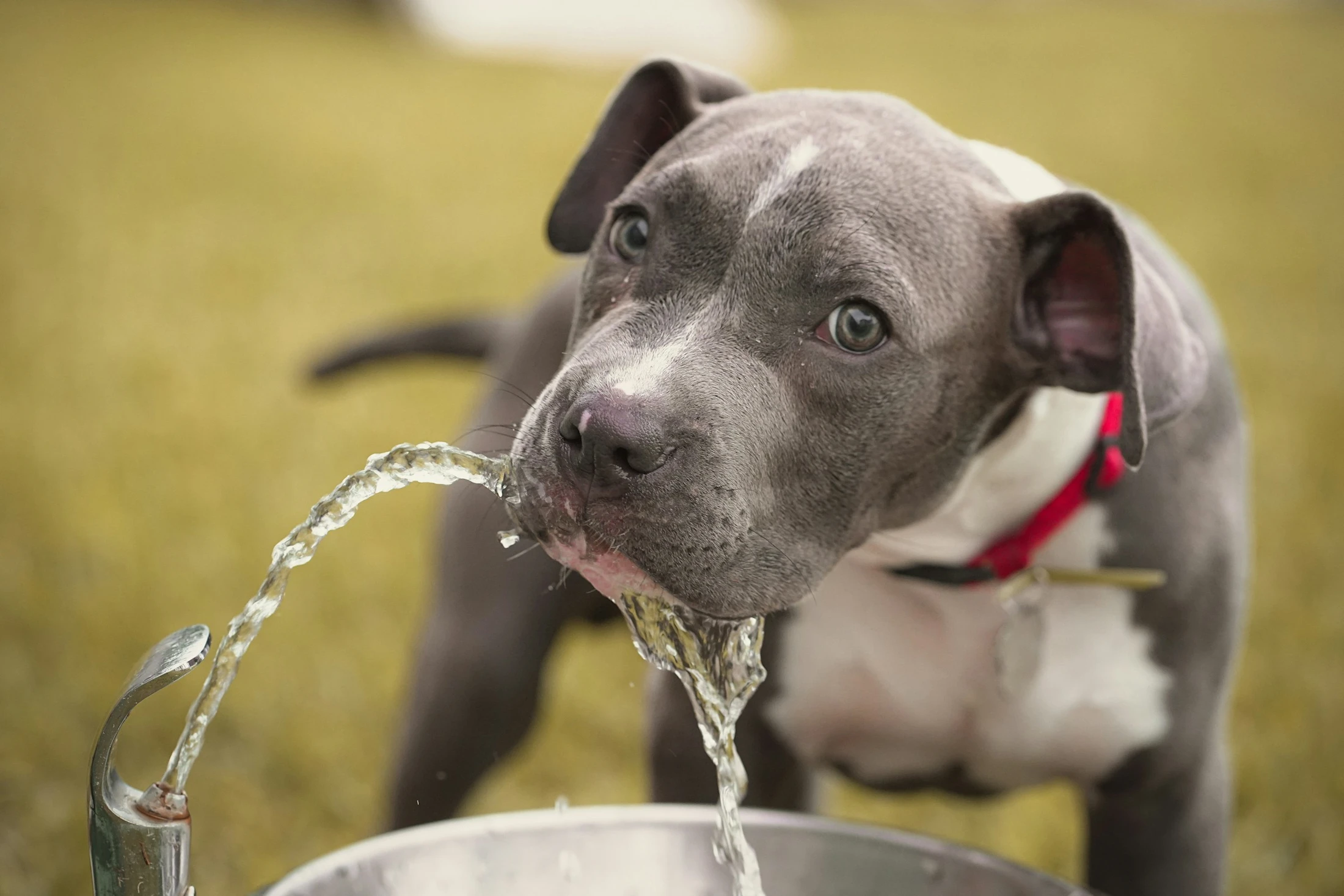 Why Is My Dog Drinking So Much Water | Petfolk