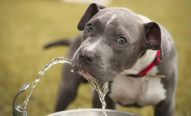 Why Is My Dog Drinking So Much Water?