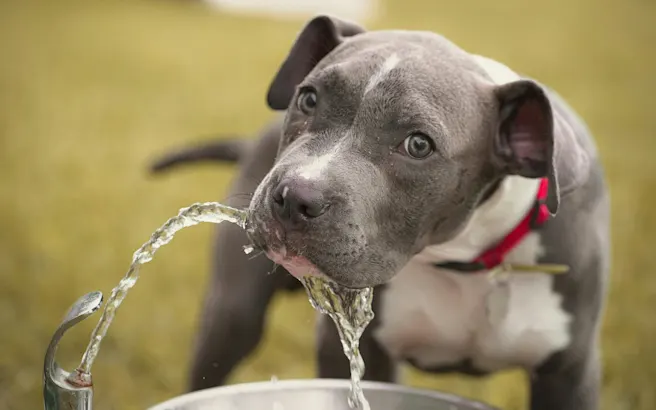 Why Is My Dog Drinking So Much Water?