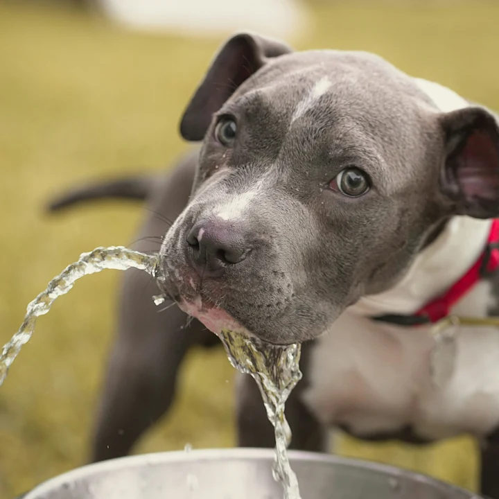 Why Is My Dog Drinking So Much Water?