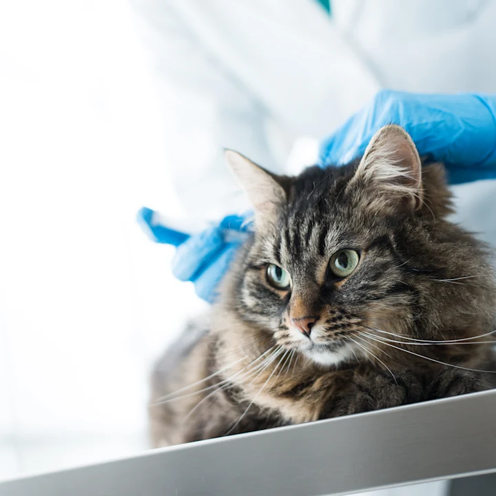 Understanding Core Vaccines for Cats: A Complete Guide