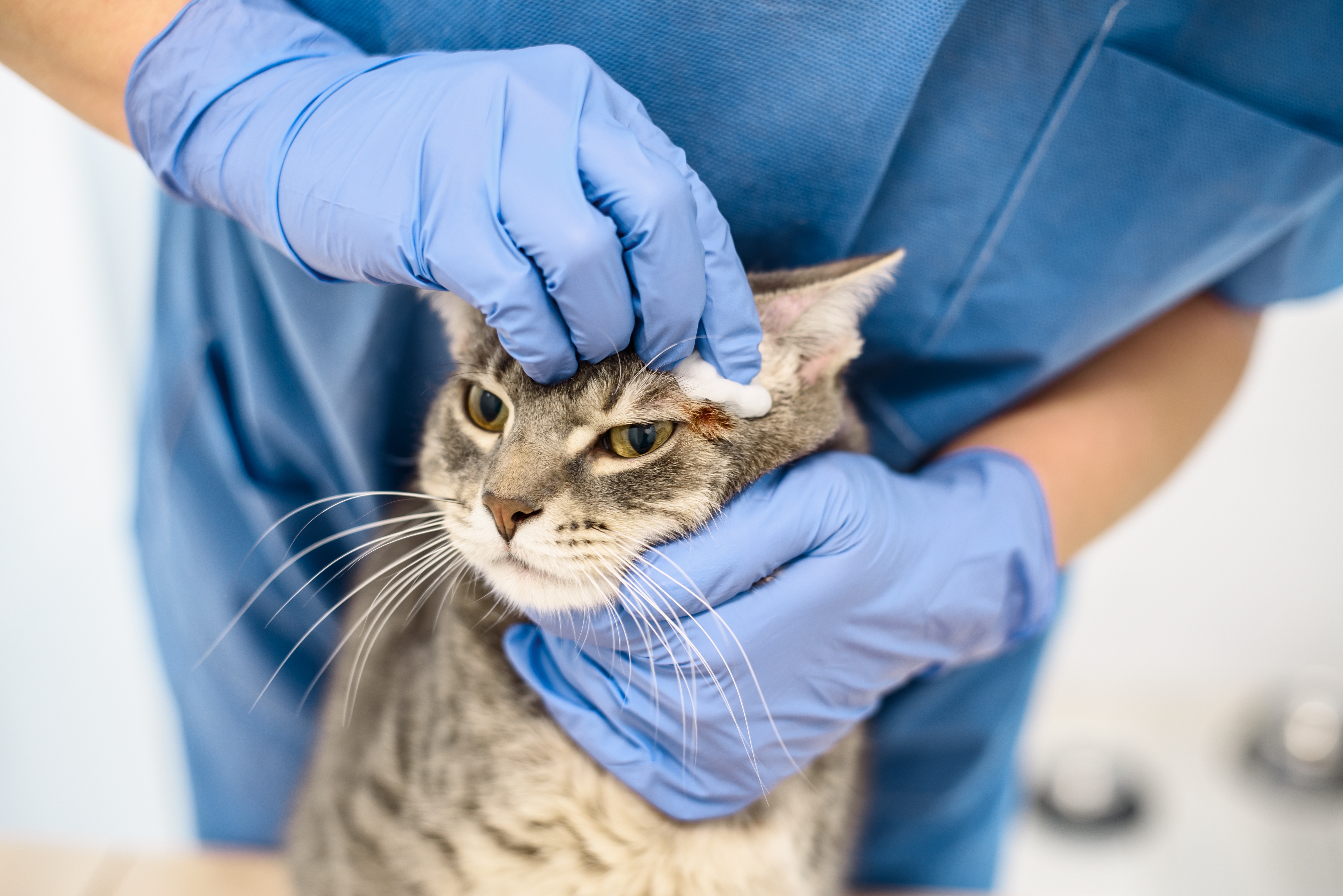 Cat Skin Cancer: Symptoms and Treatment