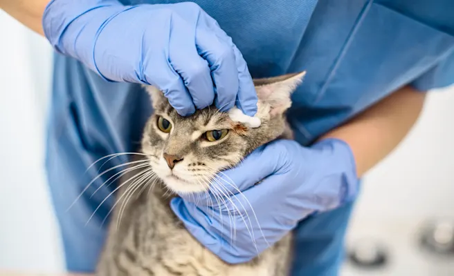 Cat Skin Cancer: Symptoms and Treatment