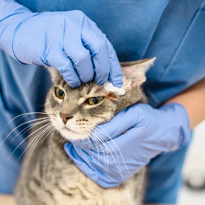 Cat Skin Cancer: Symptoms and Treatment