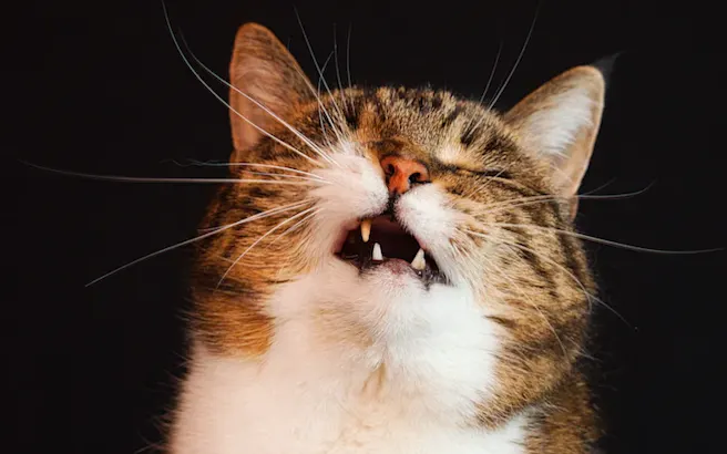 Common Pet Allergens and How to Avoid Them